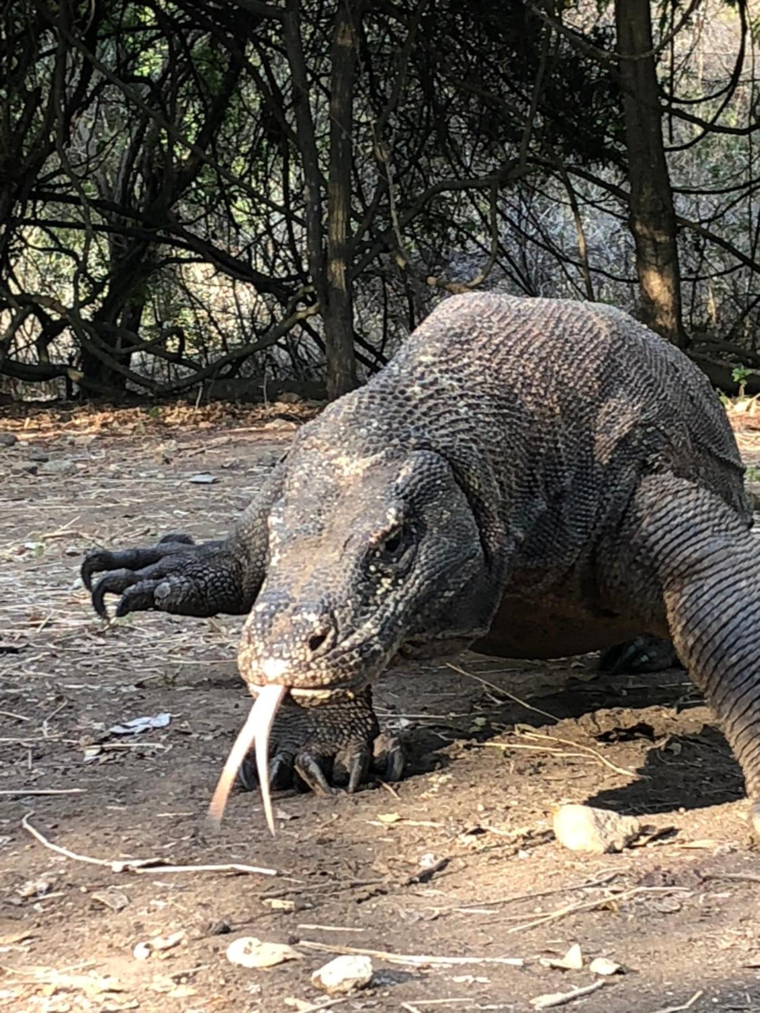 Dua Putri Komodo Homestay エクステリア 写真