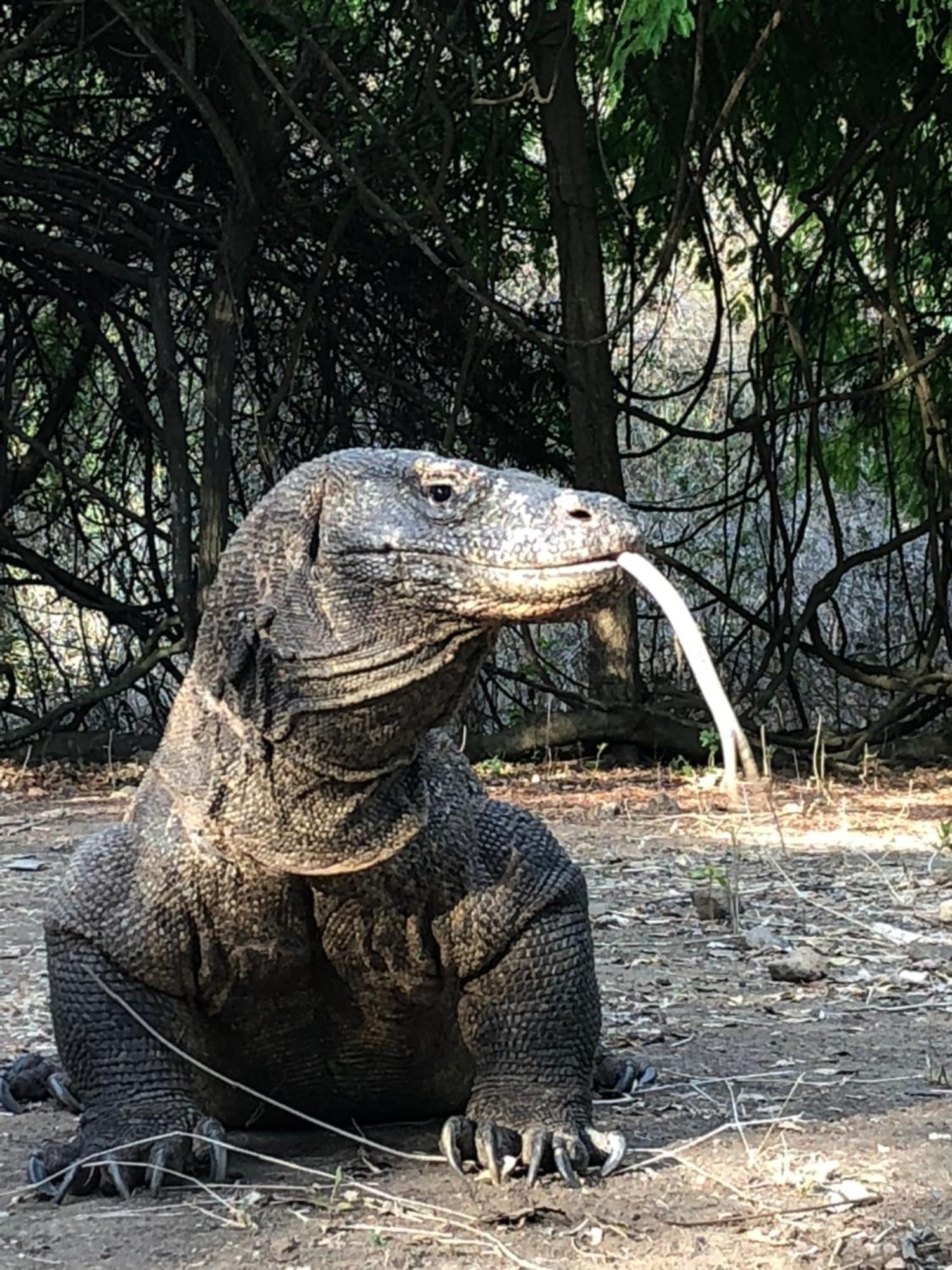 Dua Putri Komodo Homestay エクステリア 写真