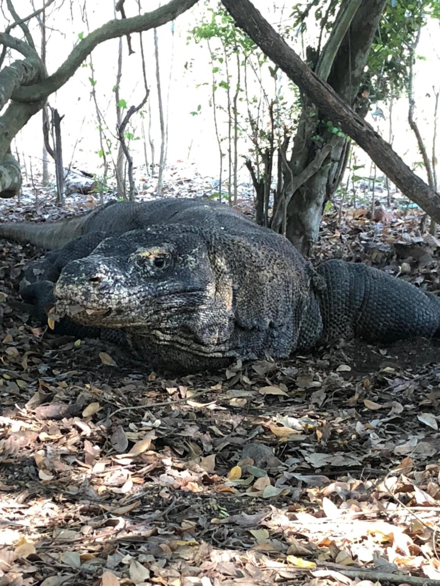 Dua Putri Komodo Homestay エクステリア 写真