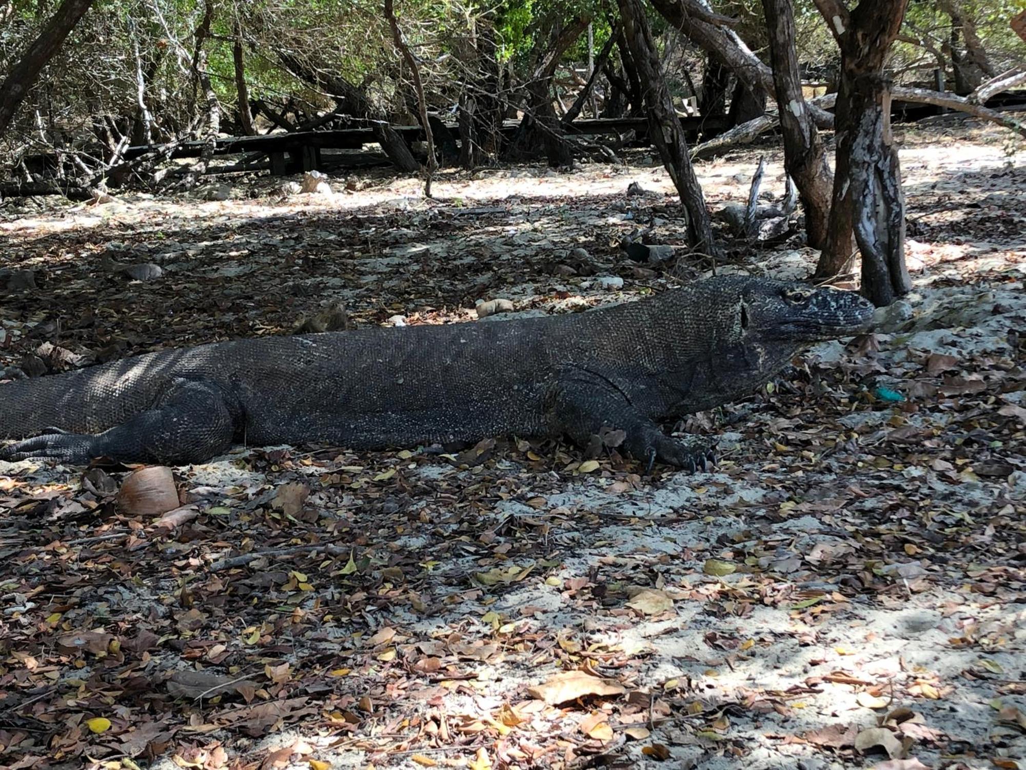 Dua Putri Komodo Homestay エクステリア 写真