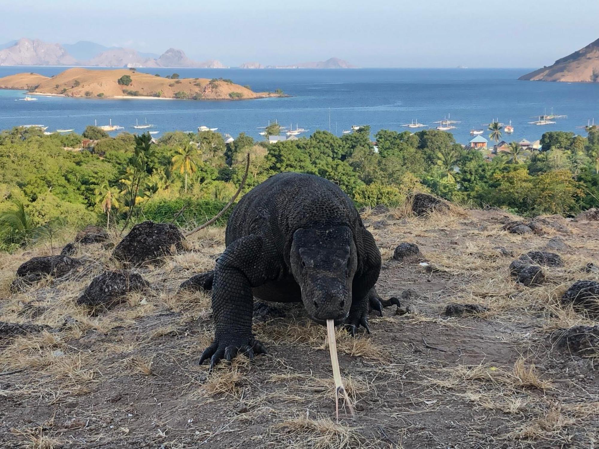 Dua Putri Komodo Homestay エクステリア 写真